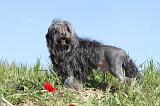 PETIT CHIEN LION 003